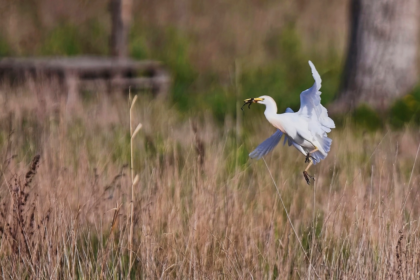 Volavka rusohlavá  ( Bubulcus ibis )