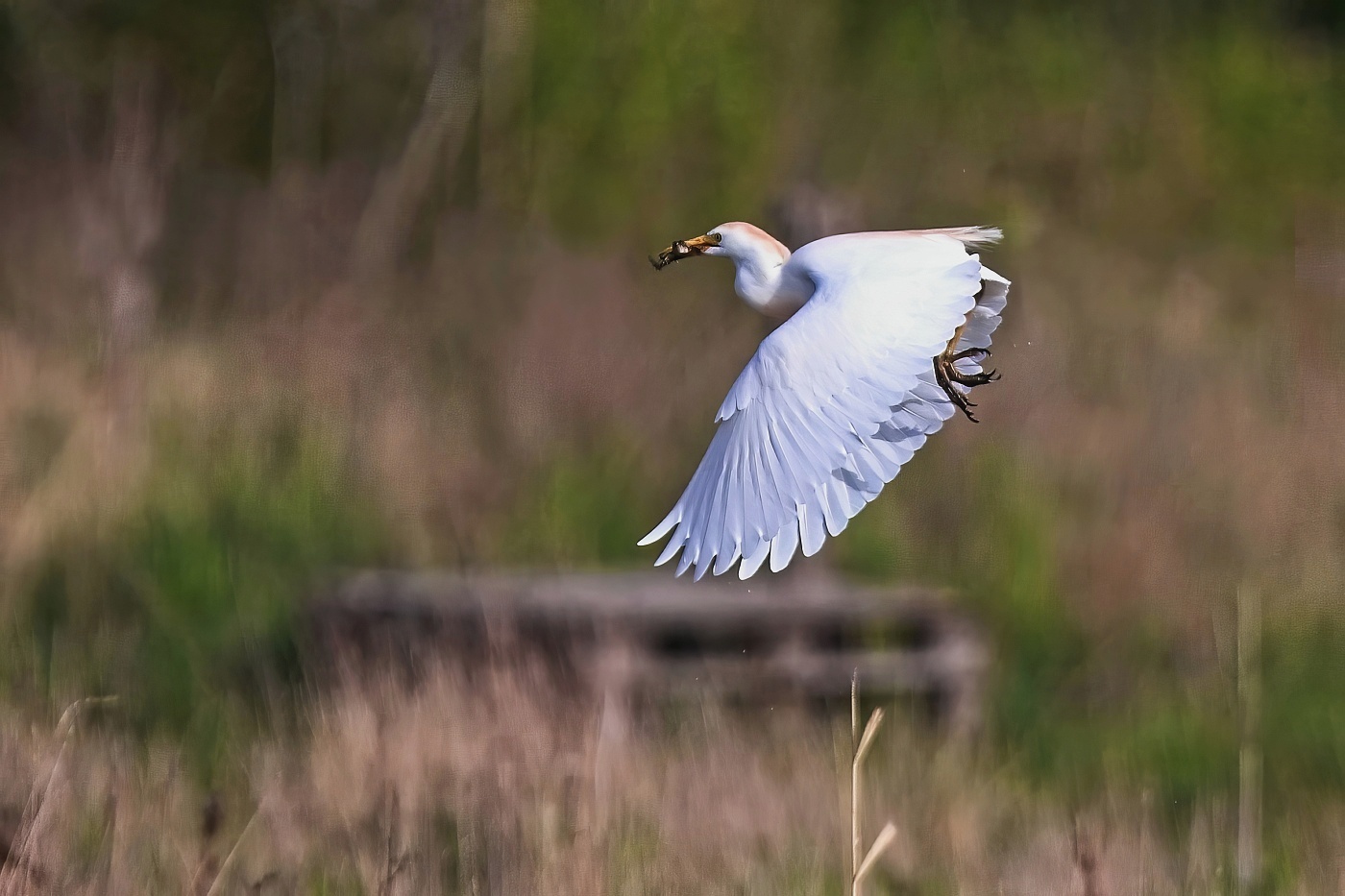 Volavka rusohlavá  ( Bubulcus ibis )