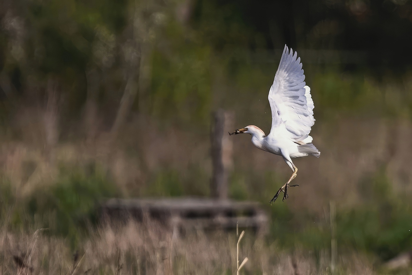 Volavka rusohlavá  ( Bubulcus ibis )