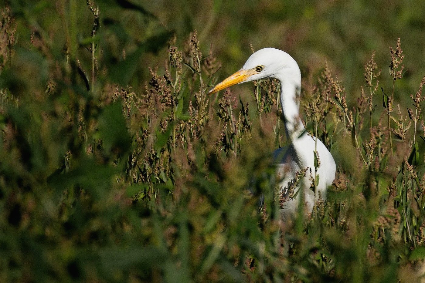 Volavka rusohlavá  ( Bubulcus ibis )