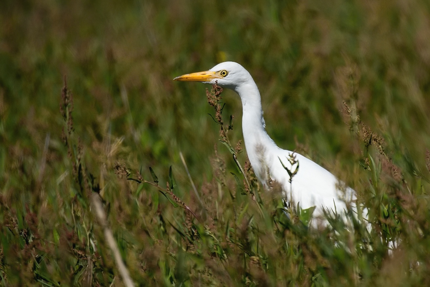 Volavka rusohlavá  ( Bubulcus ibis )