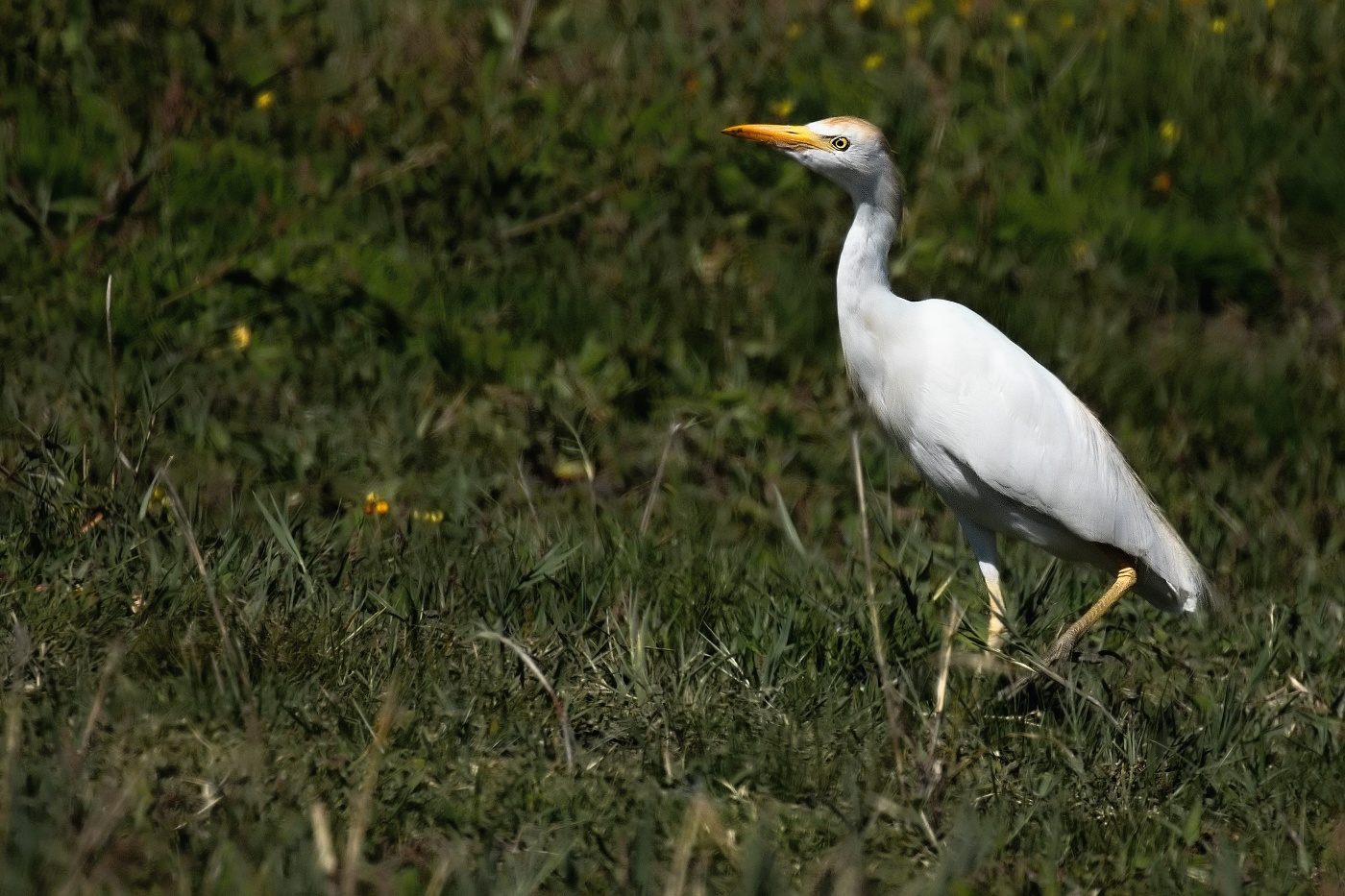 Volavka rusohlavá  ( Bubulcus ibis )