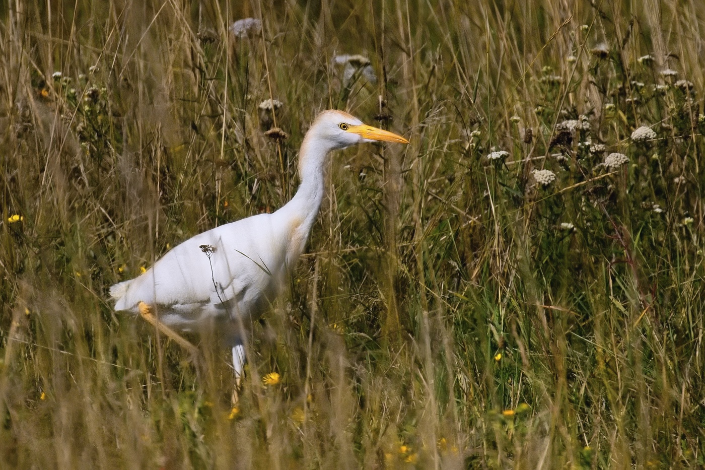 Volavka rusohlavá  ( Bubulcus ibis )