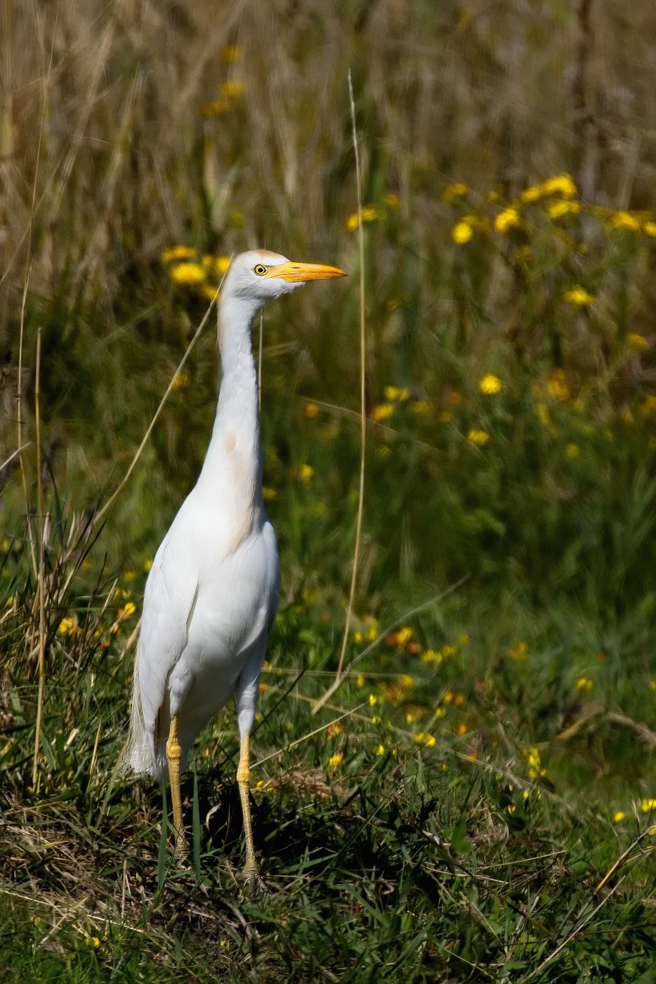 Volavka rusohlavá  ( Bubulcus ibis )