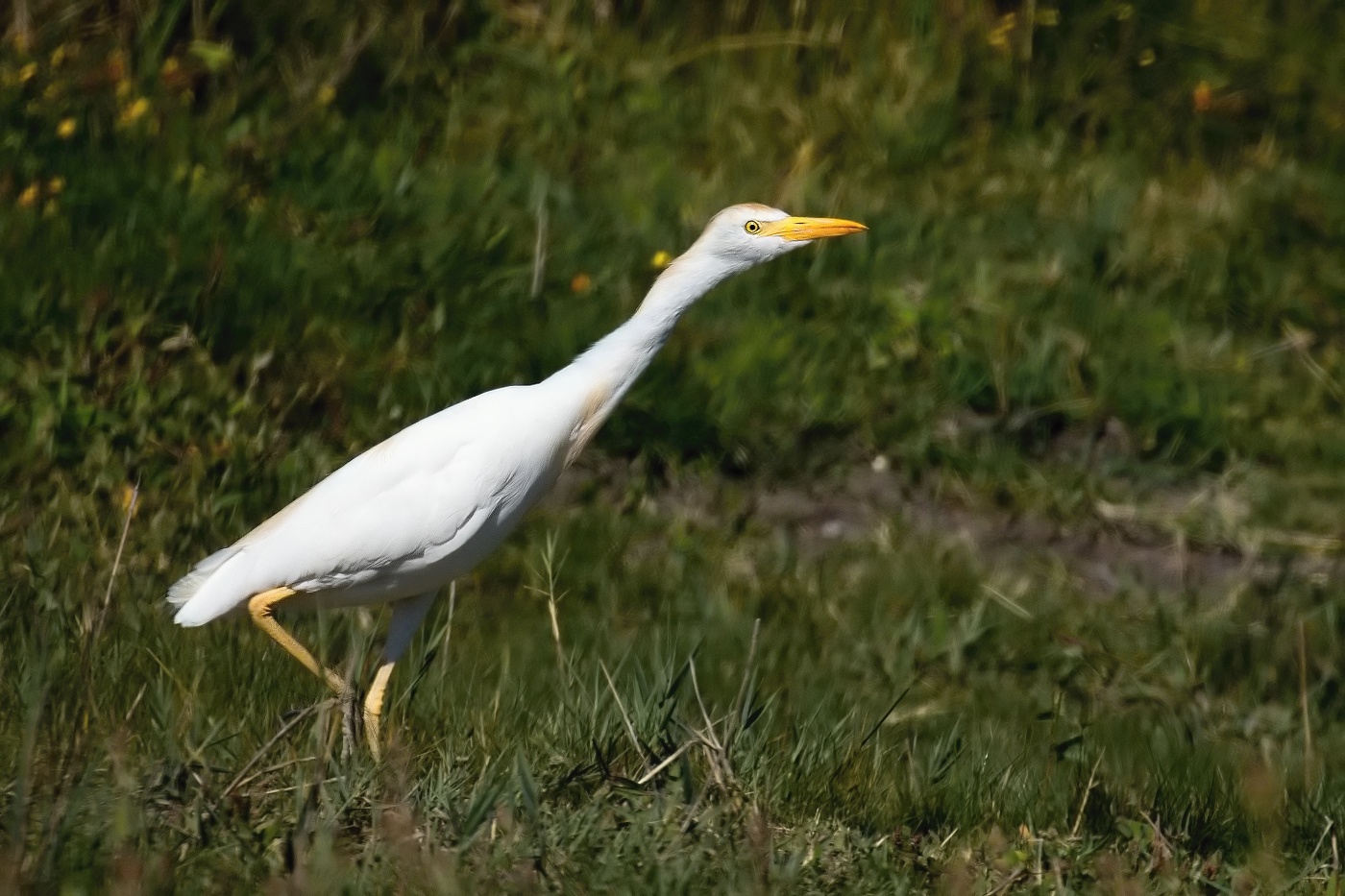 Volavka rusohlavá  ( Bubulcus ibis )
