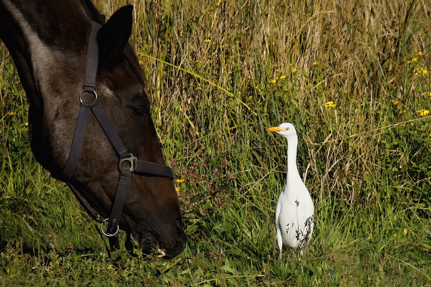 Volavka rusohlavá  ( Bubulcus ibis )