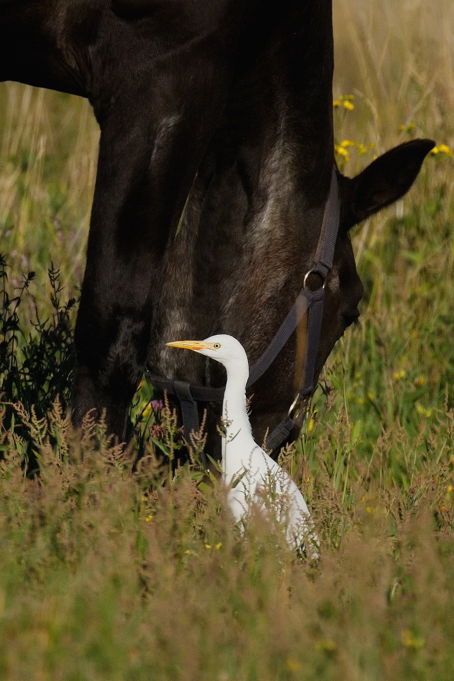 Volavka rusohlavá  ( Bubulcus ibis )