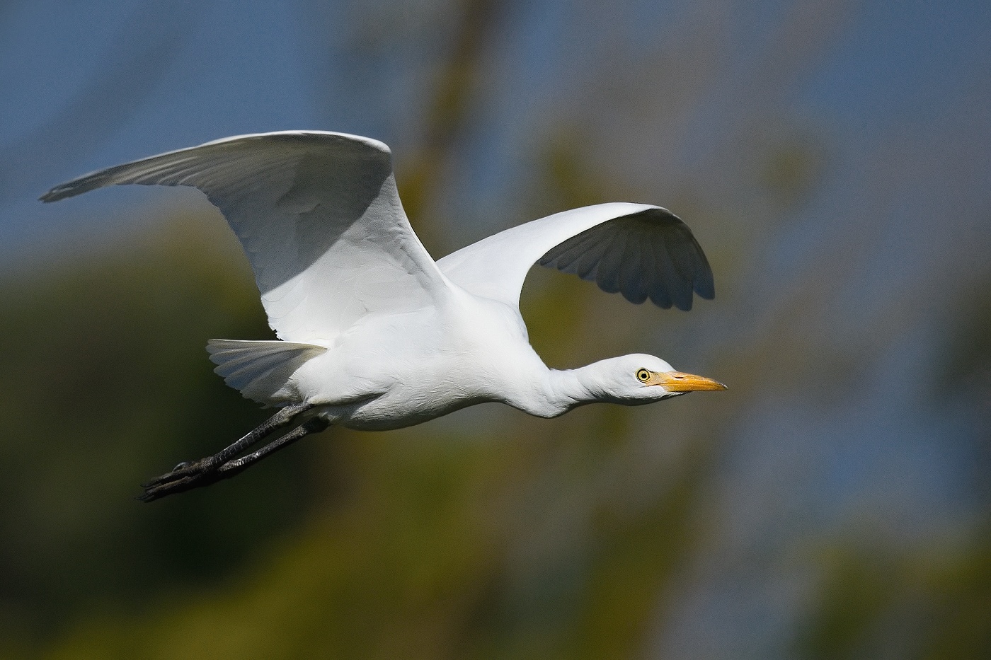 Volavka rusohlavá  ( Bubulcus ibis )