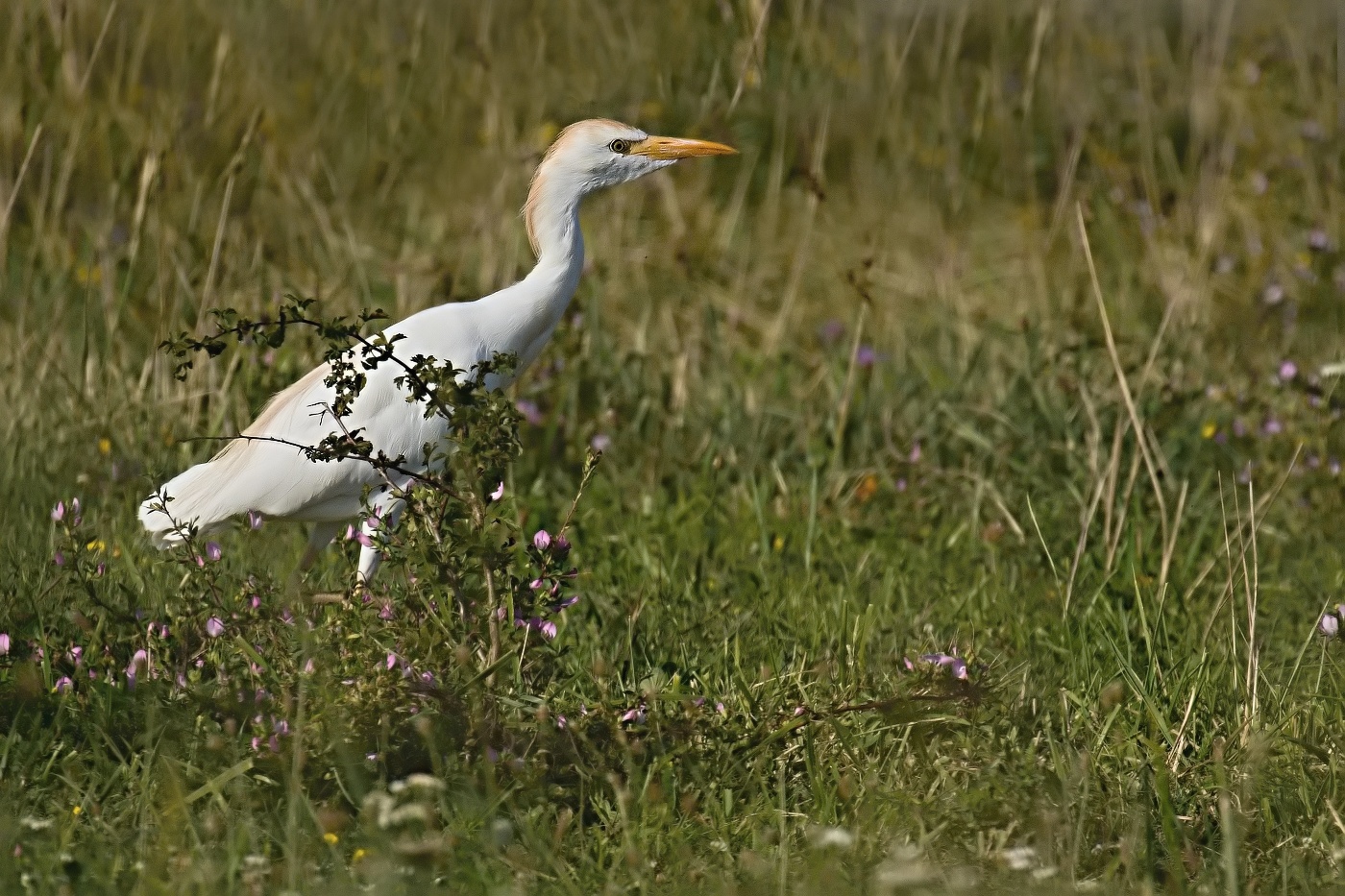 Volavka rusohlavá  ( Bubulcus ibis )