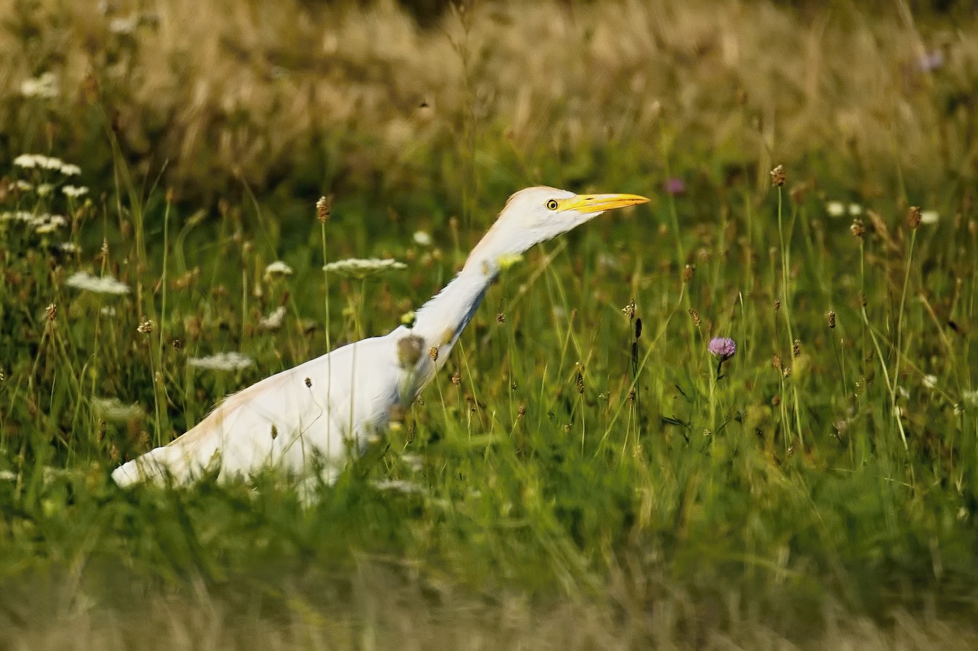 Volavka rusohlavá  ( Bubulcus ibis )