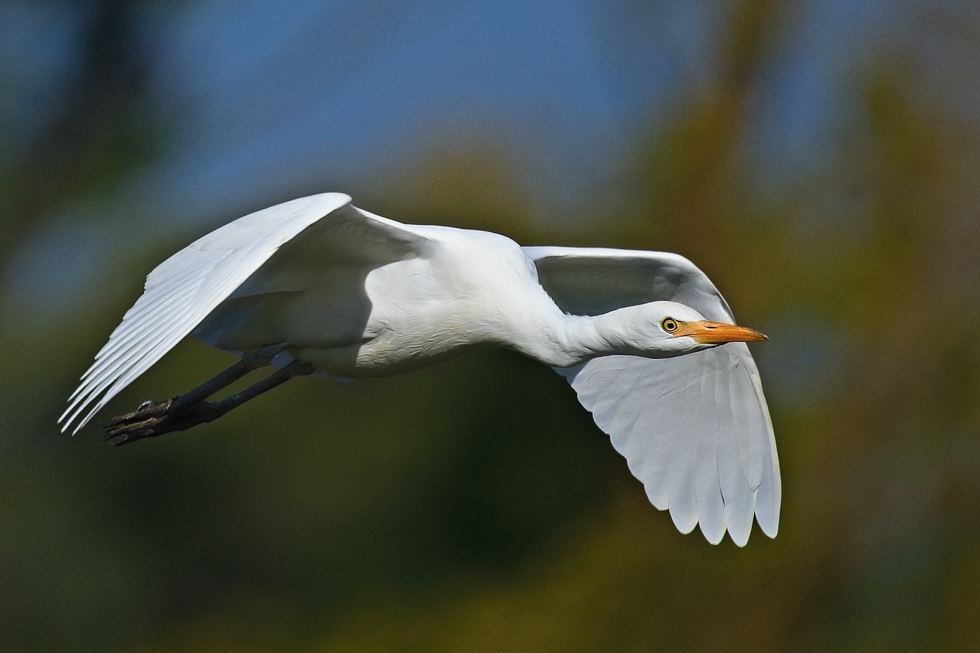 Volavka rusohlavá  ( Bubulcus ibis )