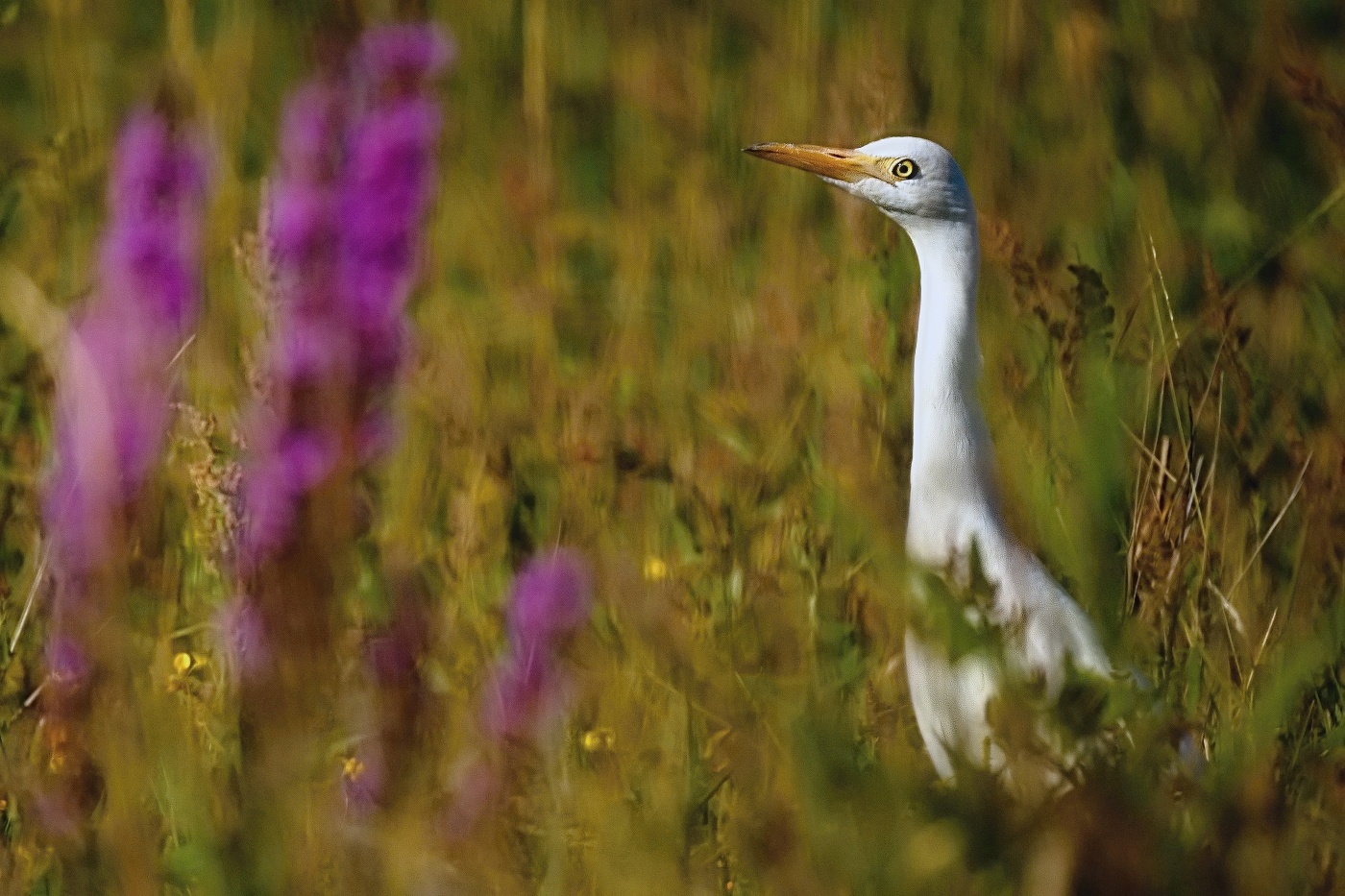 Volavka rusohlavá  ( Bubulcus ibis )