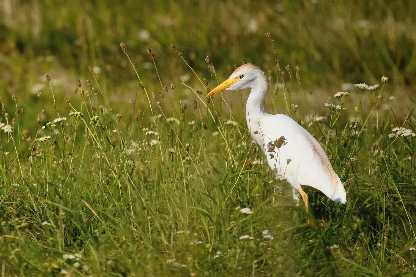 Volavka rusohlavá  ( Bubulcus ibis )