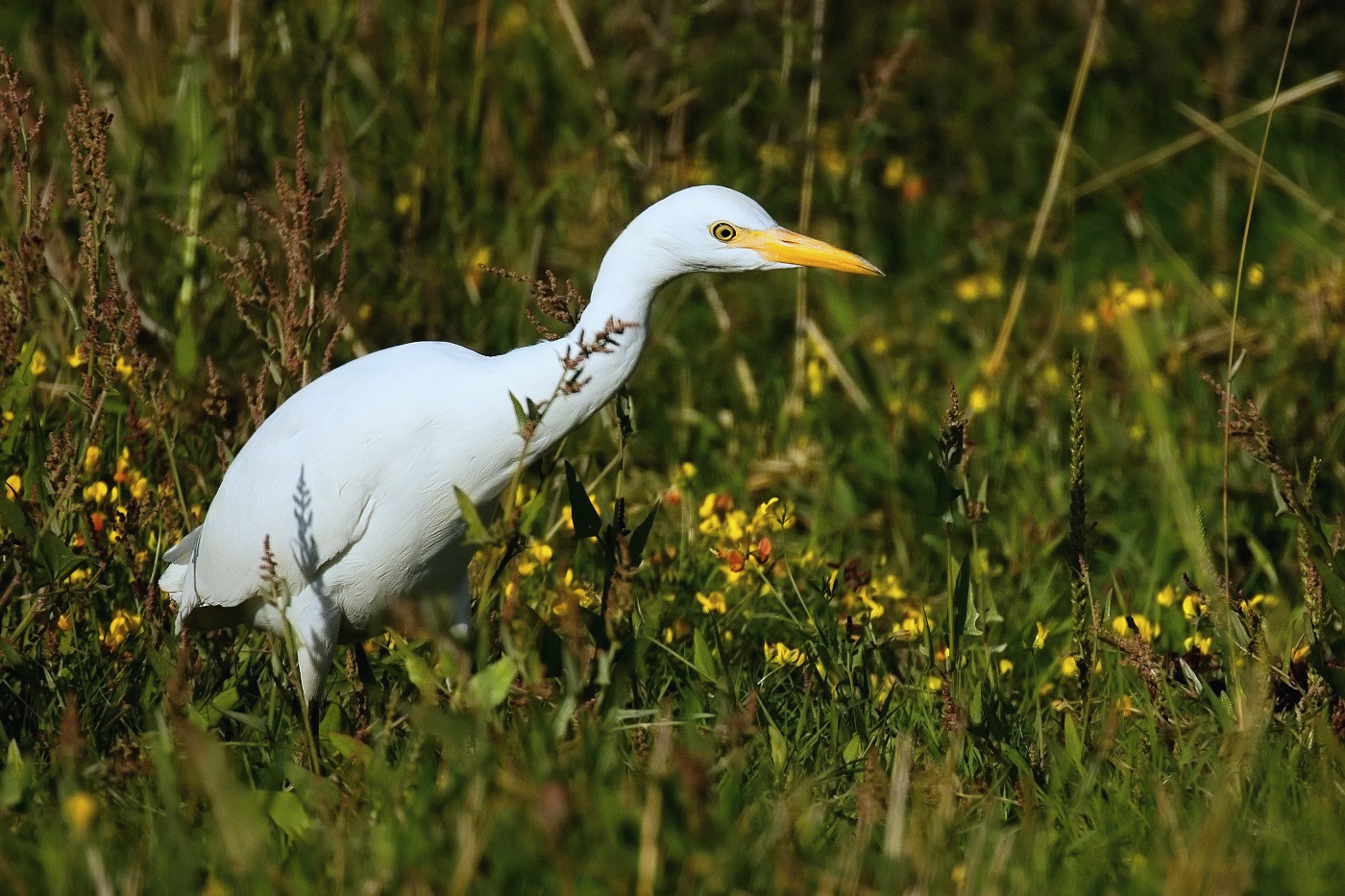 Volavka rusohlavá  ( Bubulcus ibis )