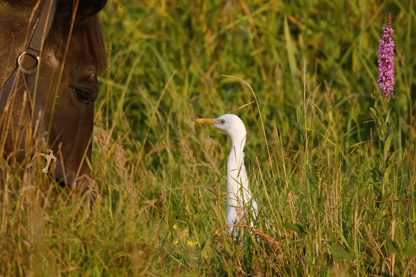 Volavka rusohlavá  ( Bubulcus ibis )