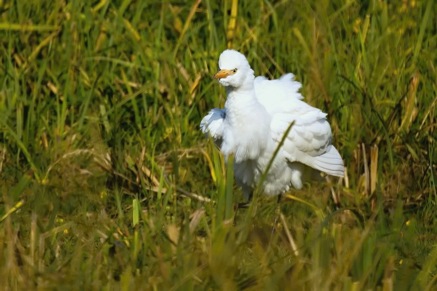 Volavka rusohlavá  ( Bubulcus ibis )