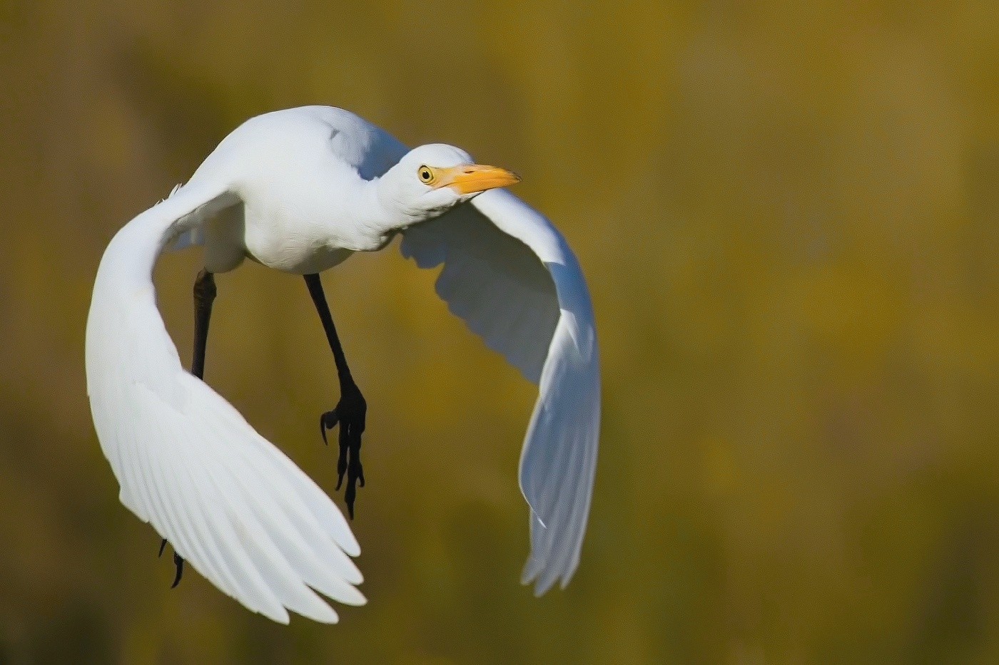 Volavka rusohlavá  ( Bubulcus ibis )