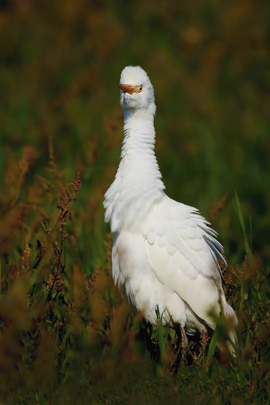 Volavka rusohlavá  ( Bubulcus ibis )