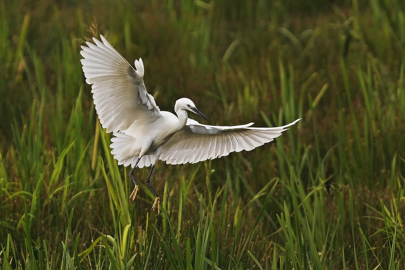 Volavka stříbřitá  ( Egretta garzetta )