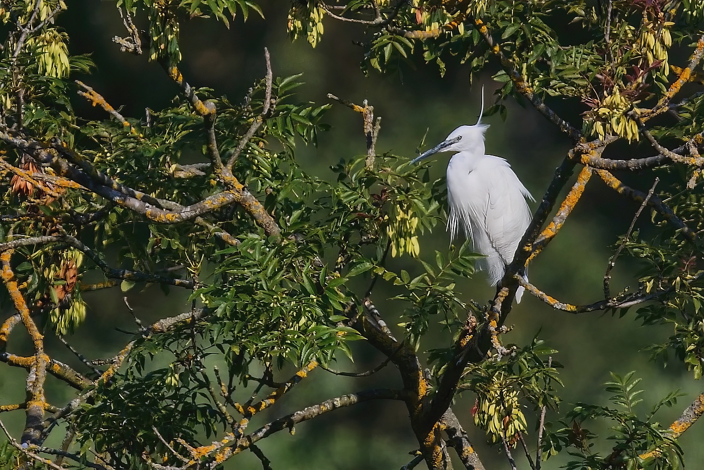 Volavka stříbřitá  ( Egretta garzetta )