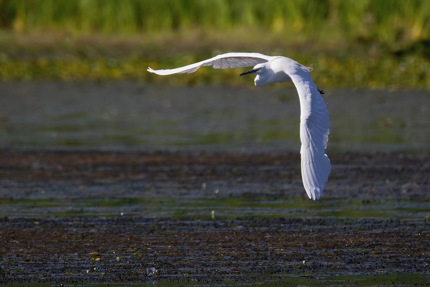 Volavka stříbřitá  ( Egretta garzetta )