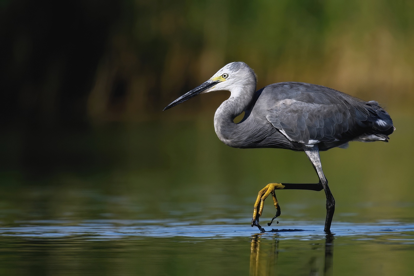 Volavka stříbřitá  ( Egretta garzetta )