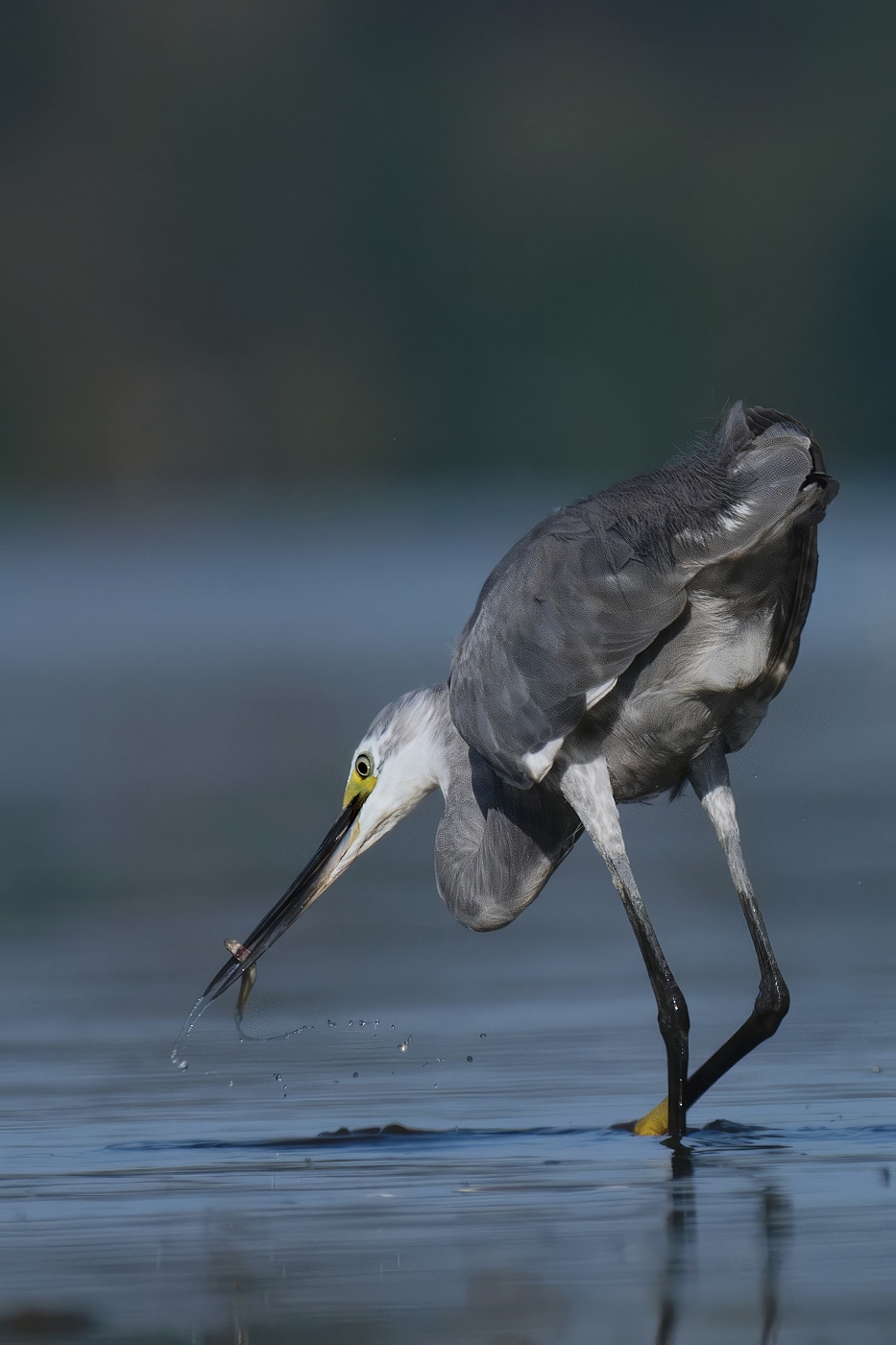 Volavka stříbřitá  ( Egretta garzetta )
