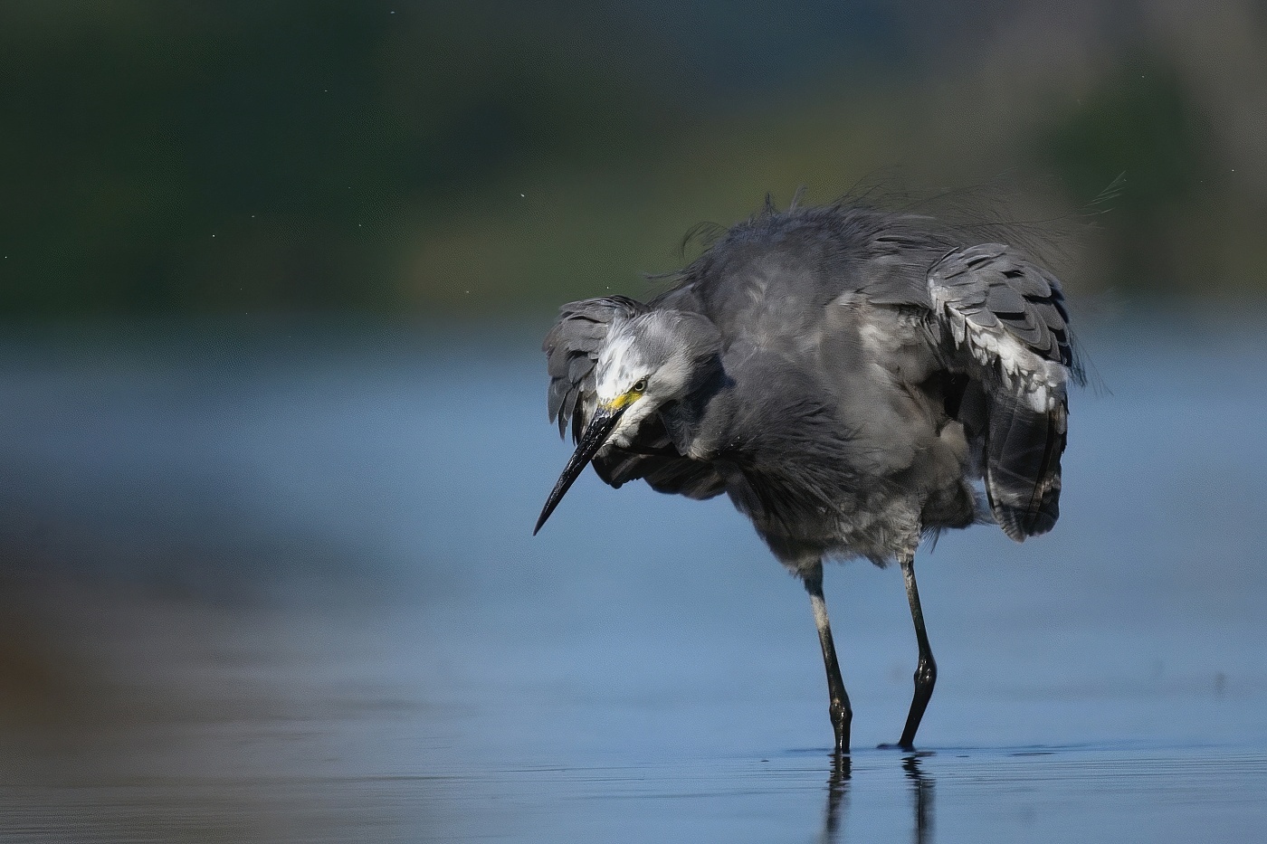 Volavka stříbřitá  ( Egretta garzetta )