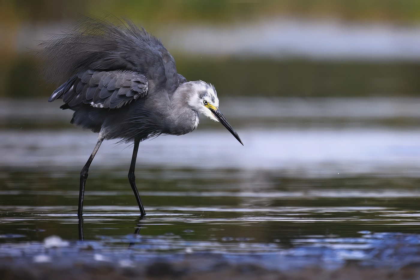 Volavka stříbřitá  ( Egretta garzetta )