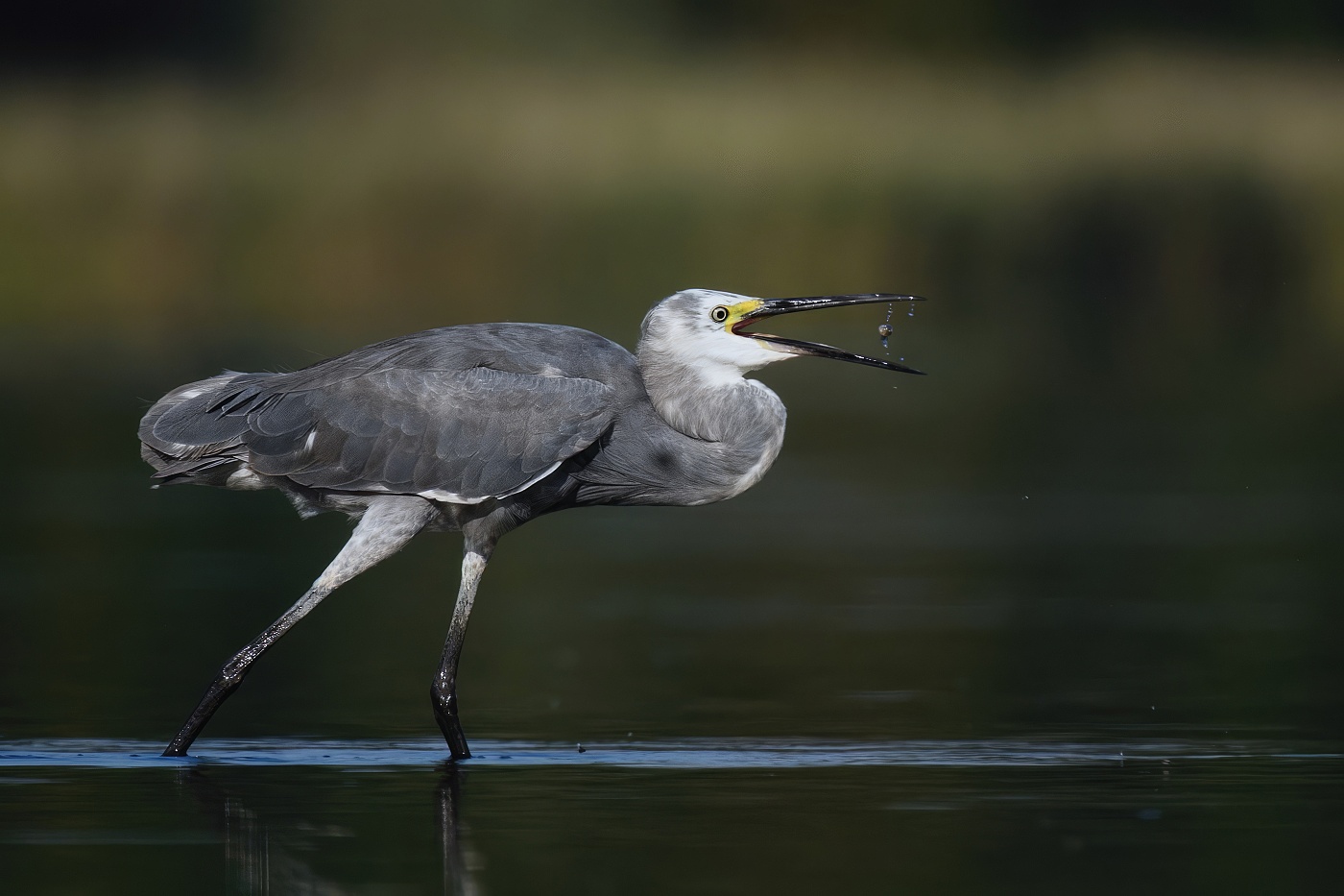 Volavka stříbřitá  ( Egretta garzetta )