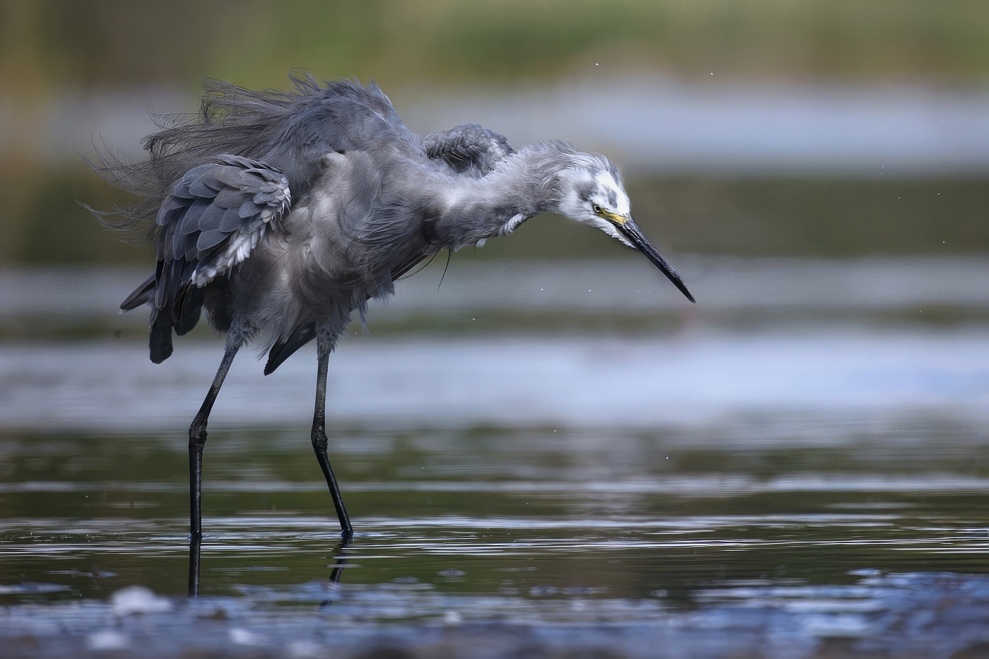 Volavka stříbřitá  ( Egretta garzetta )