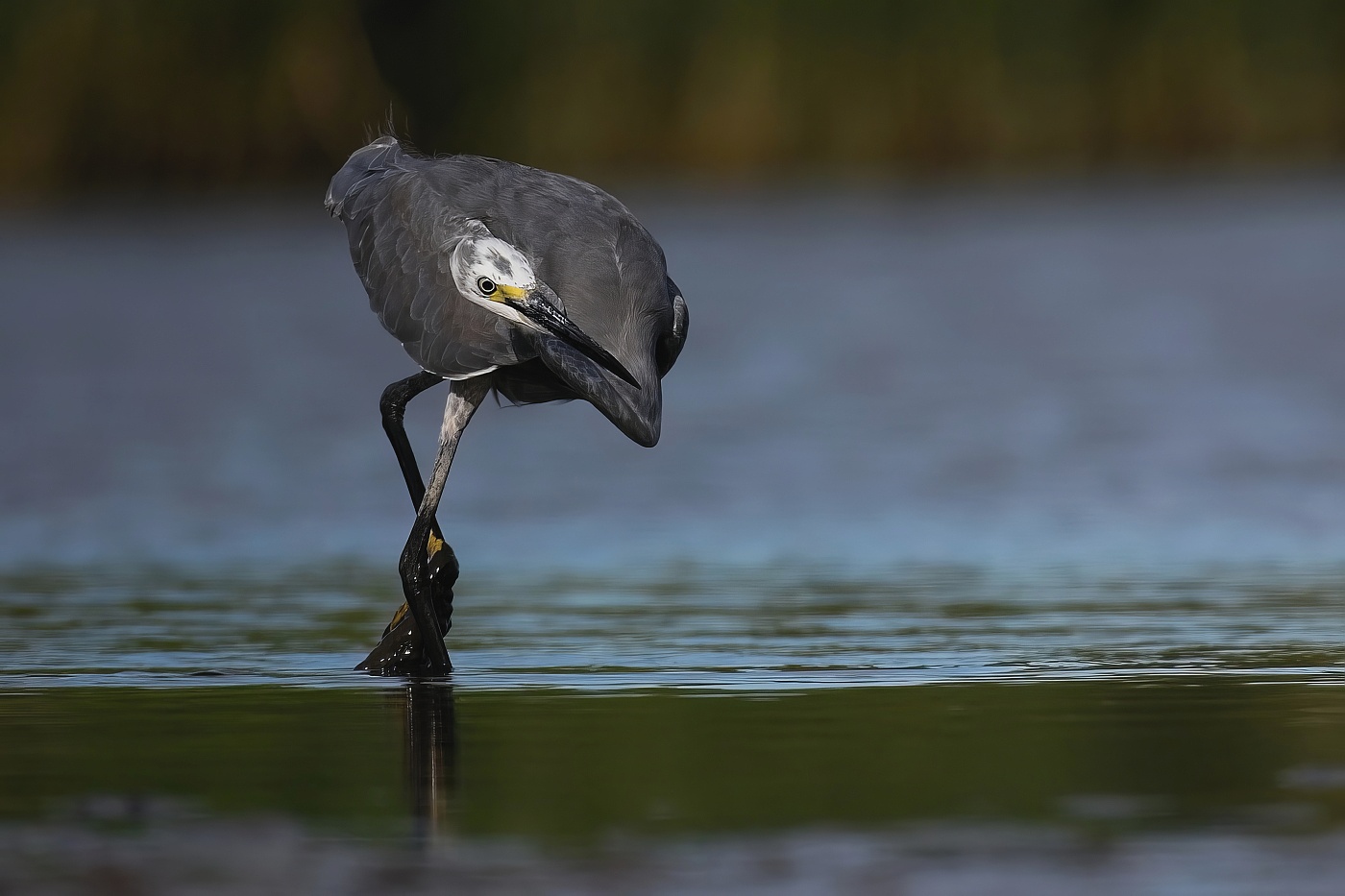 Volavka stříbřitá  ( Egretta garzetta )