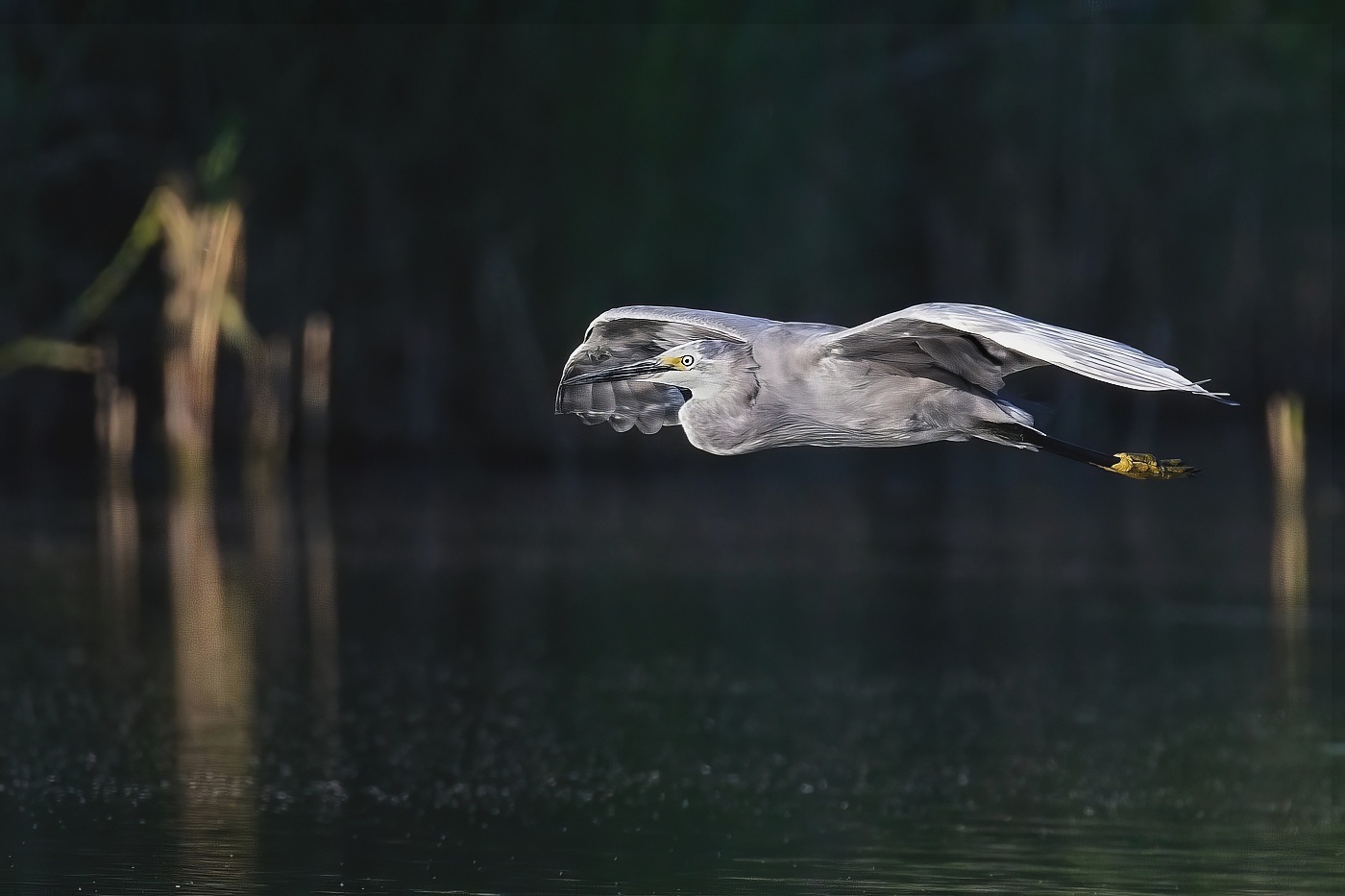 Volavka stříbřitá  ( Egretta garzetta )