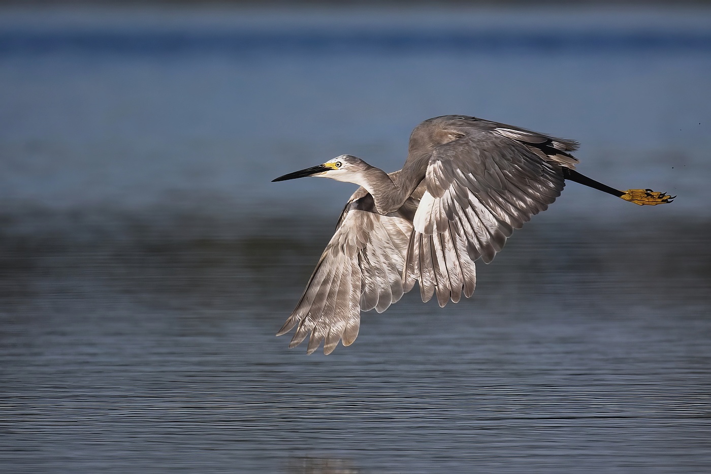 Volavka stříbřitá  ( Egretta garzetta )