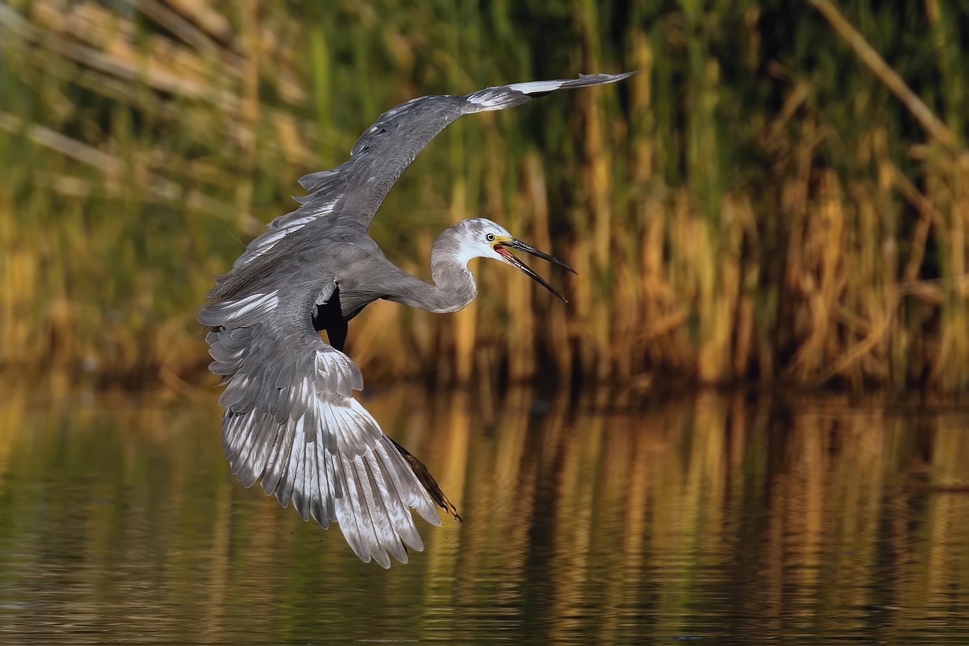 Volavka stříbřitá  ( Egretta garzetta )