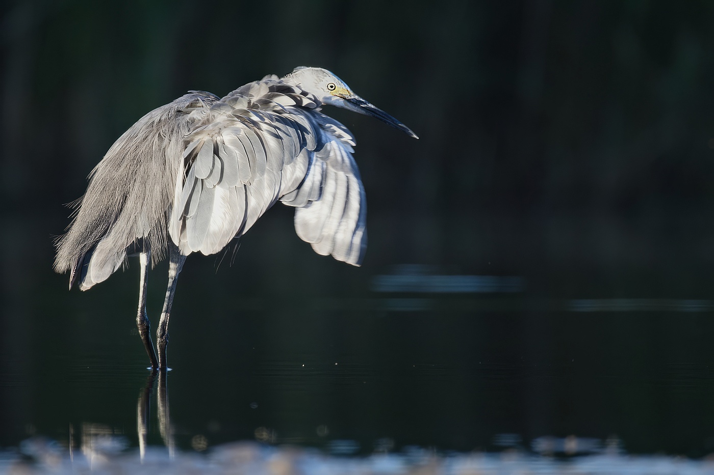Volavka stříbřitá  ( Egretta garzetta )