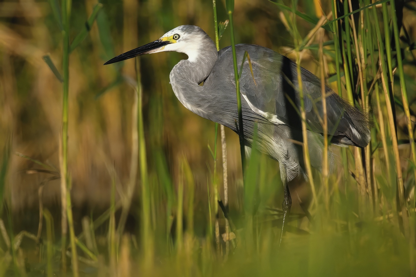 Volavka stříbřitá  ( Egretta garzetta )