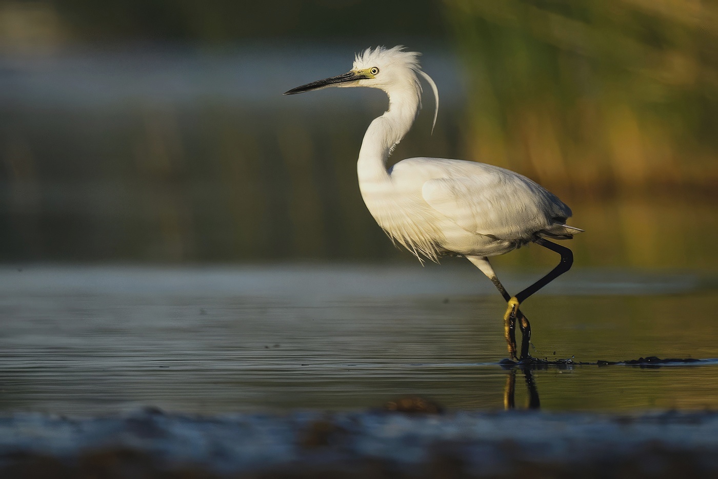 Volavka stříbřitá  ( Egretta garzetta )