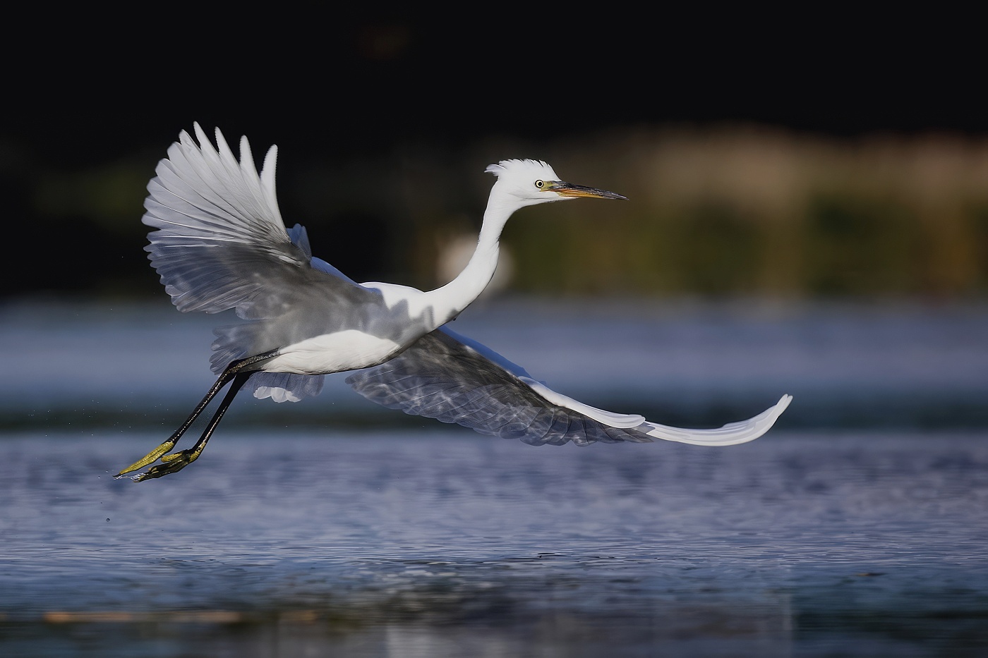 Volavka stříbřitá  ( Egretta garzetta )