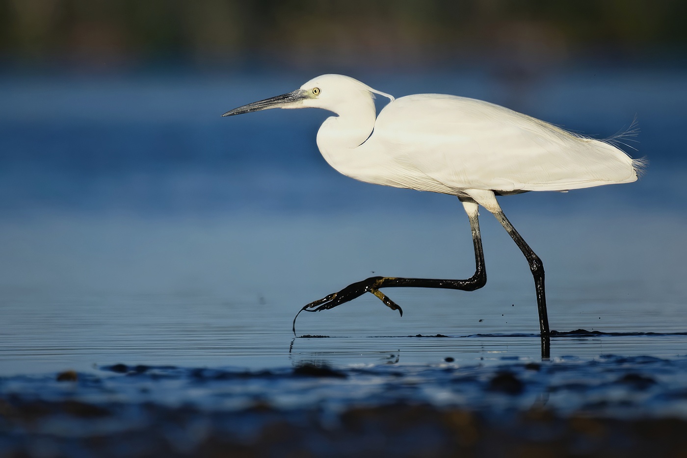 Volavka stříbřitá  ( Egretta garzetta )