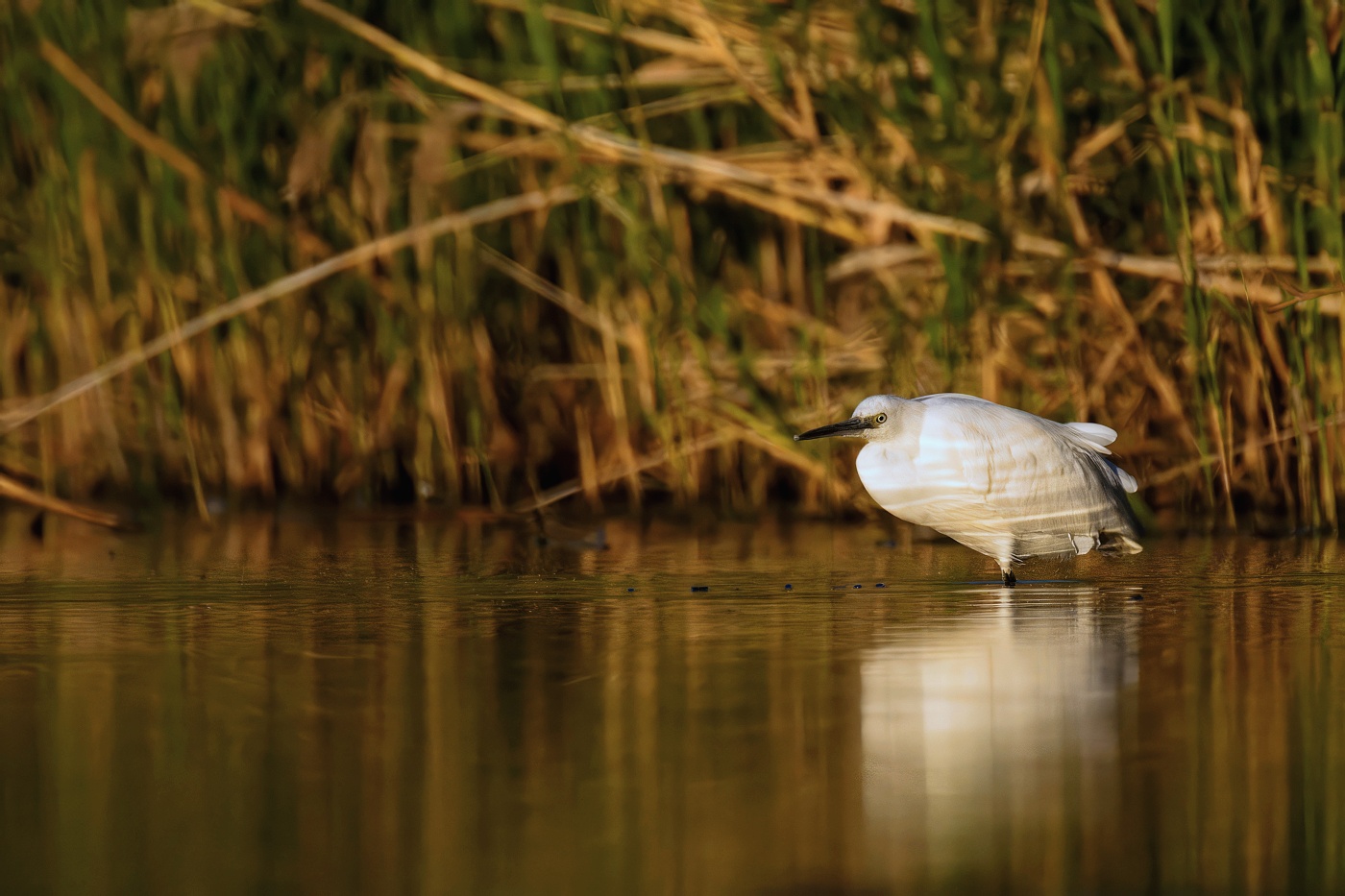 Volavka stříbřitá  ( Egretta garzetta )