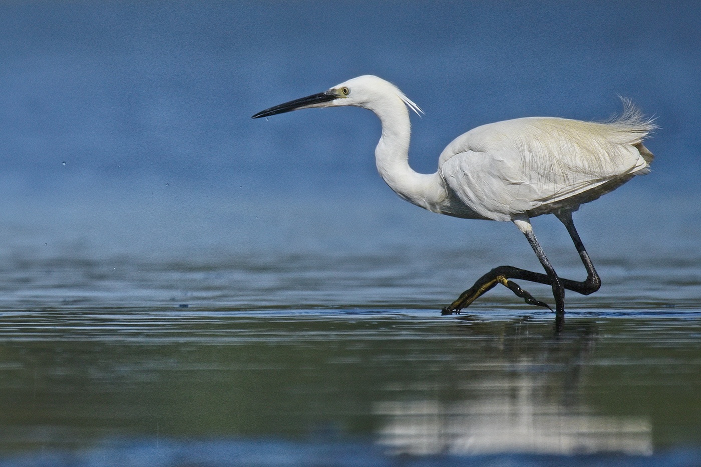 Volavka stříbřitá  ( Egretta garzetta )