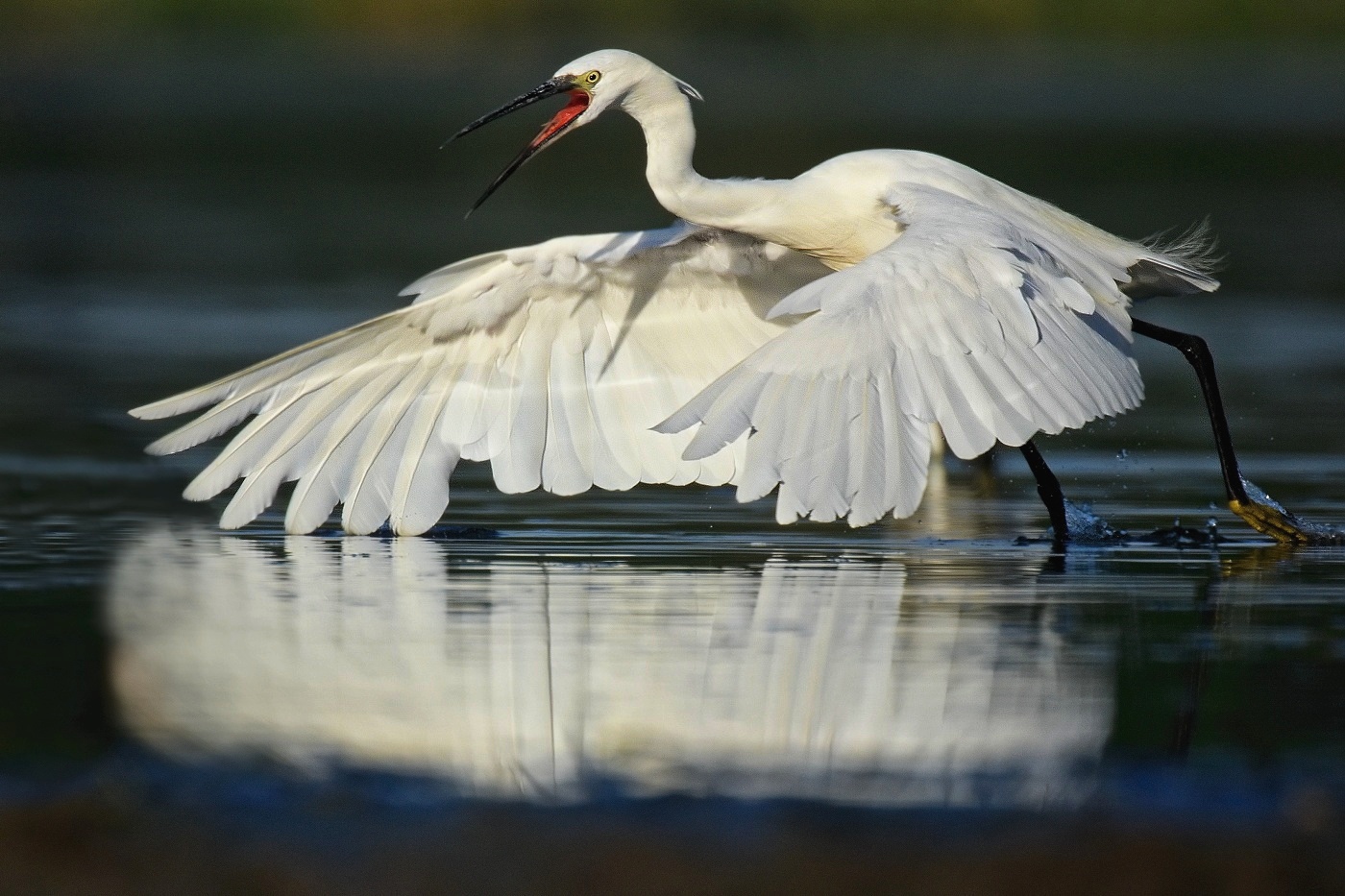 Volavka stříbřitá  ( Egretta garzetta )
