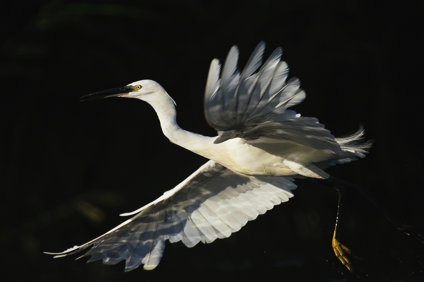 Volavka stříbřitá  ( Egretta garzetta )