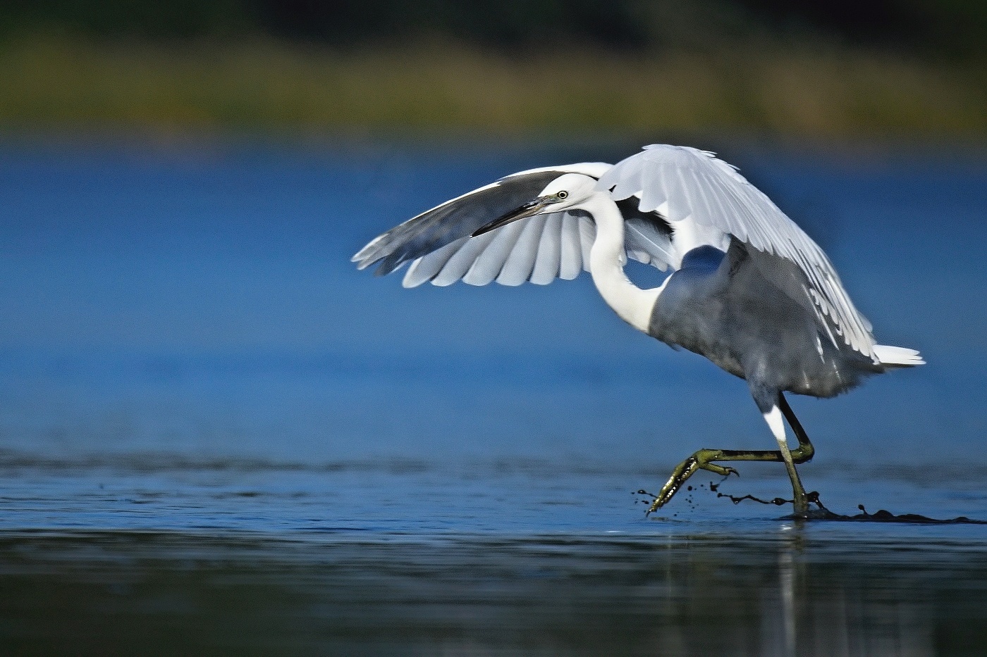 Volavka stříbřitá  ( Egretta garzetta )