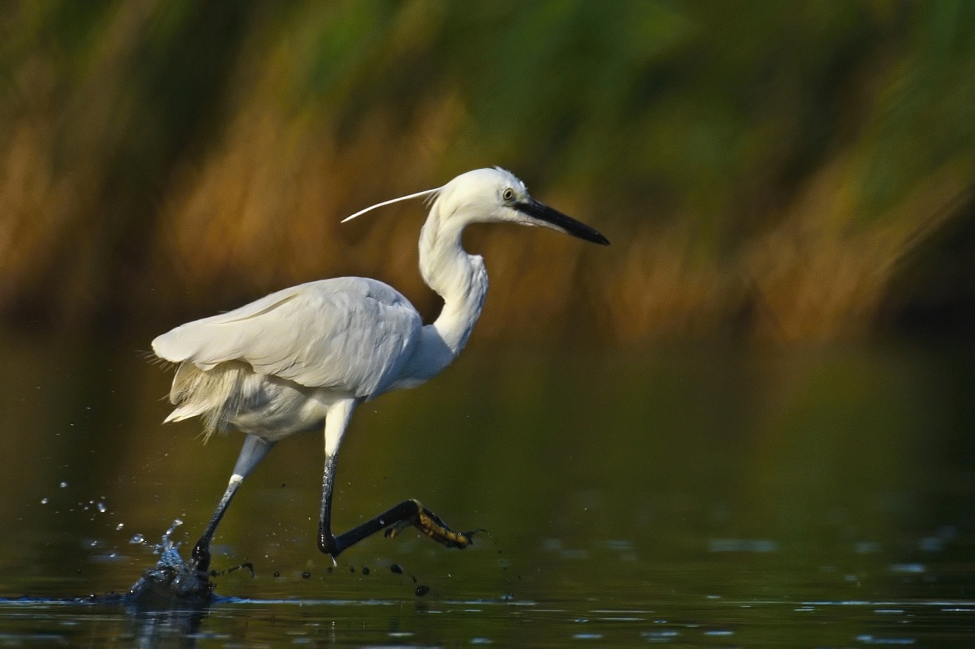 Volavka stříbřitá  ( Egretta garzetta )