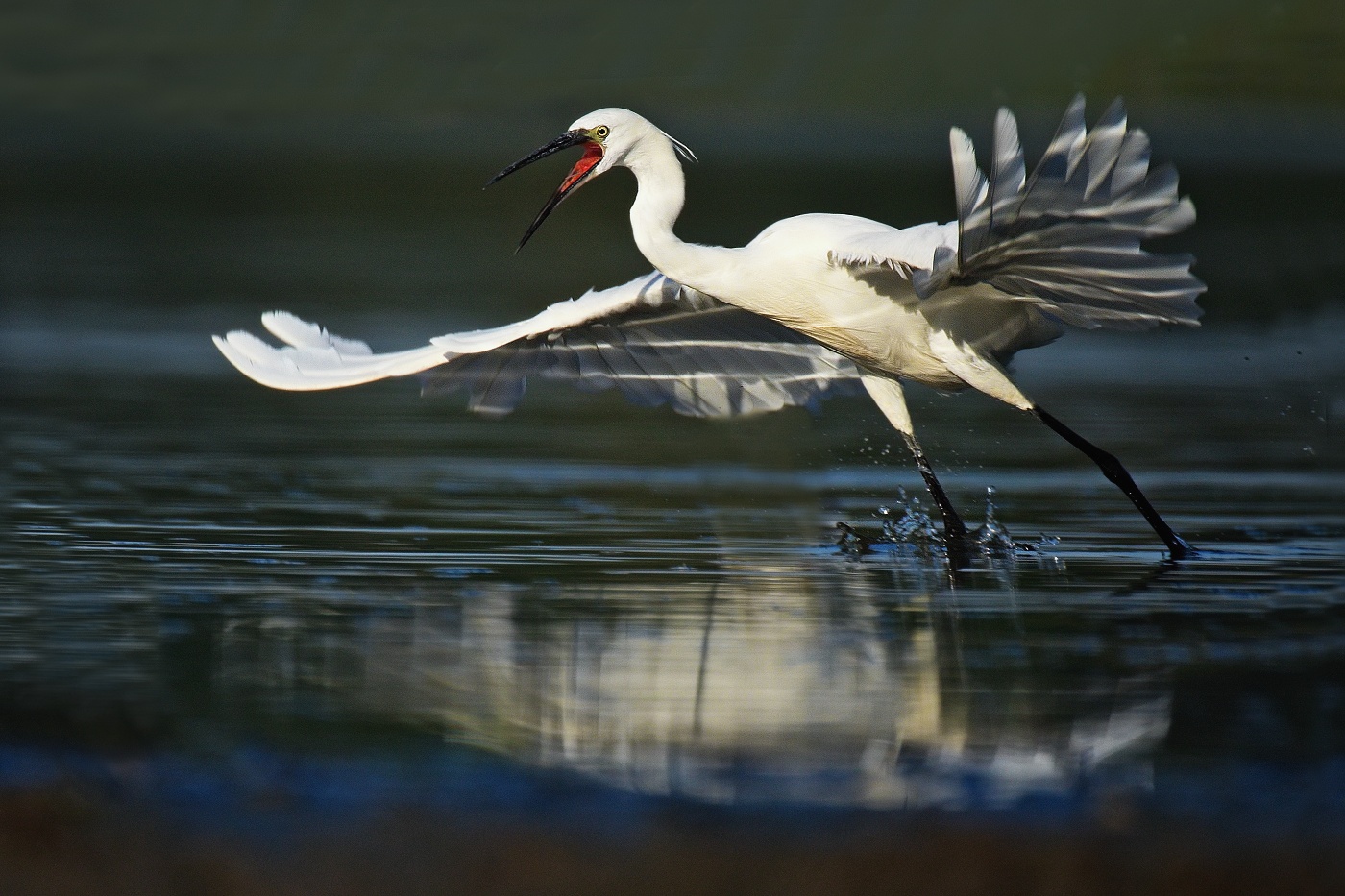 Volavka stříbřitá  ( Egretta garzetta )