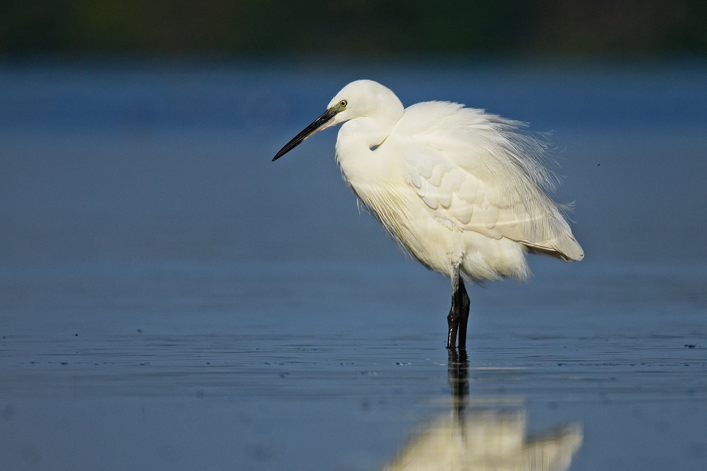 Volavka stříbřitá  ( Egretta garzetta )