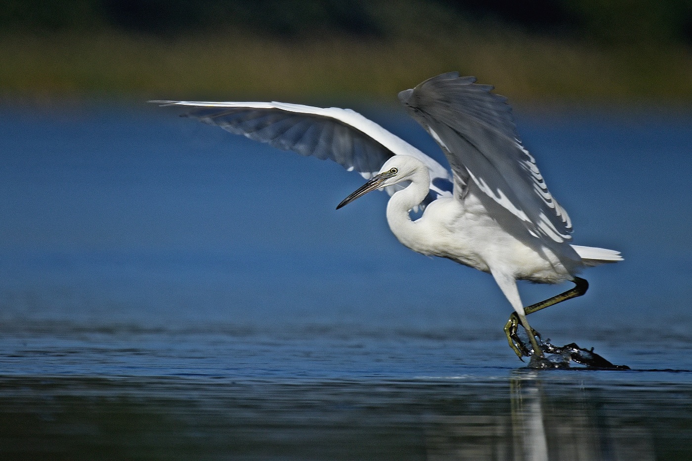 Volavka stříbřitá  ( Egretta garzetta )