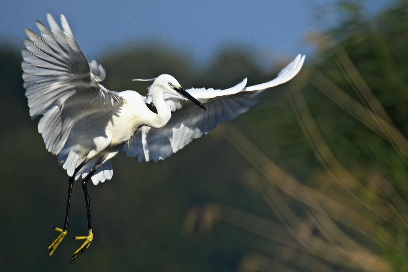 Volavka stříbřitá  ( Egretta garzetta )
